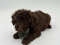 F1B Carson, a male Cavapoo for sale in Mayfield, KY – Photo 10 of 10