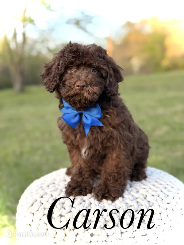 F1B Carson – Cavapoo puppy for sale in Mayfield, KY