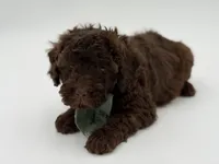 F1B Carson, a male Cavapoo for sale in Mayfield, KY – Photo 9 of 10