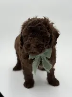 F1B Carson, a male Cavapoo for sale in Mayfield, KY – Photo 6 of 10