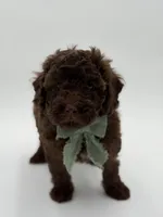 F1B Carson, a male Cavapoo for sale in Mayfield, KY – Photo 3 of 10