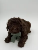 F1B Carson, a male Cavapoo for sale in Mayfield, KY – Photo 8 of 10