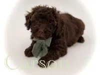 F1B Carson, a male Cavapoo for sale in Mayfield, KY – Photo 1 of 10