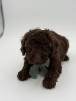 F1B Carson, a male Cavapoo for sale in Mayfield, KY – Photo 7 of 10