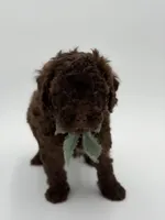 F1B Carson, a male Cavapoo for sale in Mayfield, KY – Photo 5 of 10