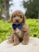 Pete, a male Miniature Goldendoodle for sale in Mayfield, KY – 8 of 10