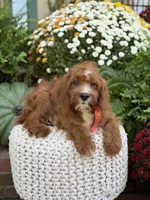 F1 Carter, a male Cavapoo for sale in Mayfield, KY – 2 of 10