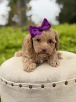 Ansley, a female Cavapoo for sale in Mayfield, KY – 5 of 5