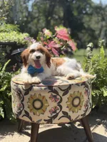 Denim, a male Cavapoo for sale in Mayfield, KY – 8 of 10