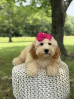 Nelly, a female Miniature Goldendoodle for sale in Mayfield, KY – 6 of 10