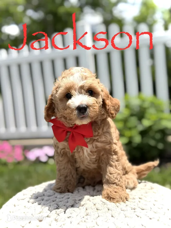F1 Jackson  – Cavapoo puppy for sale in Mayfield, KY