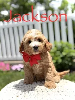 F1 Jackson , a male Cavapoo for sale in Mayfield, KY – 1 of 7