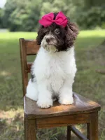 F1B Tiffany, a female Cavapoo for sale in Mayfield, KY – 3 of 10