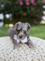F1B Topper, a male Maltipoo for sale in Mayfield, KY – 3 of 6