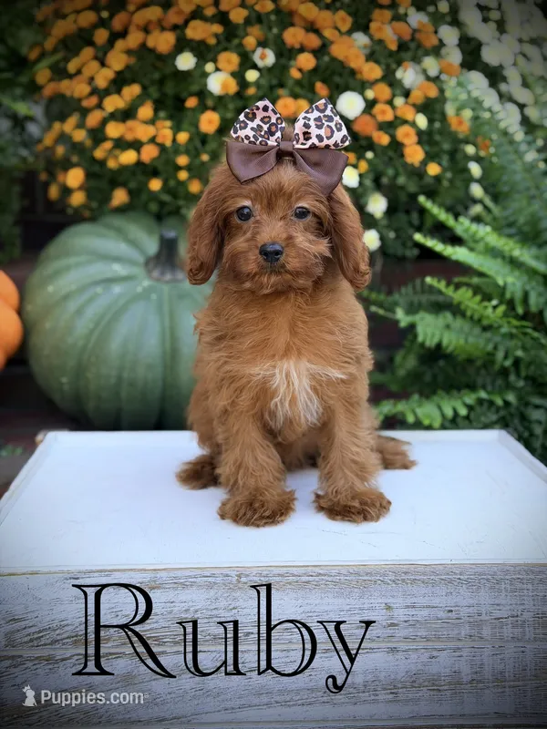 Ruby – Cavapoo puppy for sale in Mayfield, KY