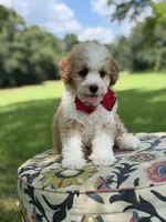 F1B Lincoln, a male Cavapoo for sale in Mayfield, KY – 4 of 10