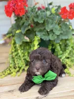 Chocolate M, a male Havapoo for sale in Mayfield, KY – 5 of 9