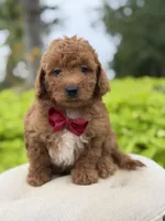 Parker , a male Miniature Goldendoodle for sale in Mayfield, KY – 5 of 10