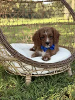 F1 Carter, a male Cavapoo for sale in Mayfield, KY – 5 of 10