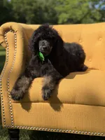 AKC Winston , a male Poodle - Multi-Colored Standard for sale in Mayfield, KY – 6 of 10