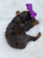 Purple bow, a female Cavapoo for sale in Mayfield, KY – 10 of 10