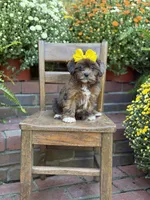 Tessa, a female Shihpoo for sale in Mayfield, KY – 7 of 10