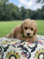 F1B Lucky, a male Cavapoo for sale in Mayfield, KY – 10 of 10