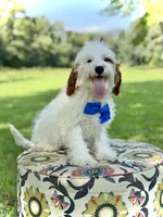 Dash , a male Cavapoo for sale in Mayfield, KY – 1 of 5