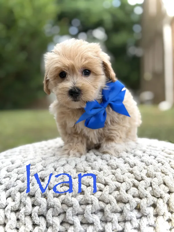 Ivan – Maltipoo puppy for sale in Mayfield, KY