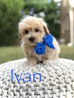 Ivan, a male Maltipoo for sale in Mayfield, KY – 1 of 7
