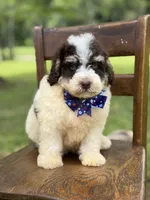 Uncle Sam , a male Miniature Bernedoodle for sale in Mayfield, KY – 4 of 10