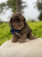 Andy, a male Cavapoo for sale in Mayfield, KY – 2 of 6