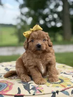 Penelope , a female Miniature Goldendoodle for sale in Mayfield, KY – 4 of 4