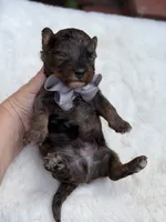 Gray bow, a male Miniature Bernedoodle for sale in Mayfield, KY – 5 of 8