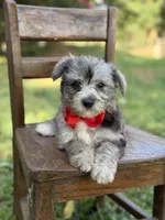 F1B Trooper, a male Maltipoo for sale in Mayfield, KY – 10 of 10