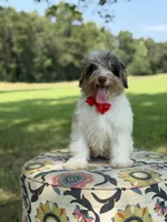 Freedom, a male Miniature Bernedoodle for sale in Mayfield, KY – 6 of 10