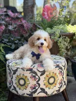 F1B Laken, a male Cavapoo for sale in Mayfield, KY – 2 of 10