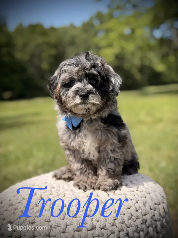 Trooper – Miniature Goldendoodle puppy for sale in Mayfield, KY