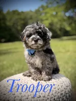 Trooper, a male Miniature Goldendoodle for sale in Mayfield, KY – 1 of 10