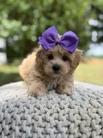 Ivy, a female Maltipoo for sale in Mayfield, KY – 7 of 8