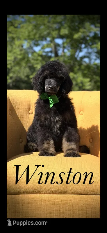 AKC Winston  – Poodle - Multi-Colored Standard puppy for sale in Mayfield, KY