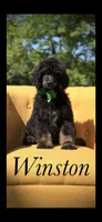 AKC Winston , a male Poodle - Multi-Colored Standard for sale in Mayfield, KY – 1 of 10