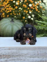 F1 Seth, a male Cavapoo for sale in Mayfield, KY – 4 of 9