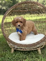 Bentley, a male Miniature Goldendoodle for sale in Mayfield, KY – 7 of 10