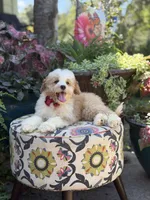 F1B Lincoln, a male Cavapoo for sale in Mayfield, KY – 7 of 10