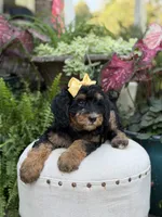 F1B Babs, a female Bernedoodle for sale in Mayfield, KY – 8 of 10
