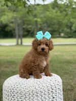 Aurora, a female Miniature Goldendoodle for sale in Mayfield, KY – 10 of 10