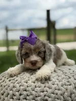 Hannah, a female Cavapoo for sale in Mayfield, KY – 6 of 10