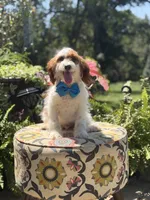 Denim, a male Cavapoo for sale in Mayfield, KY – 7 of 10