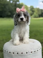 Lola, a female Cavapoo for sale in Mayfield, KY – 3 of 10
